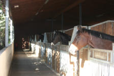 Pensionsstall mit besonderer Bauweise um den Bedürfnissen der Pferde bzgl. Licht und Luft gerecht zu werden.